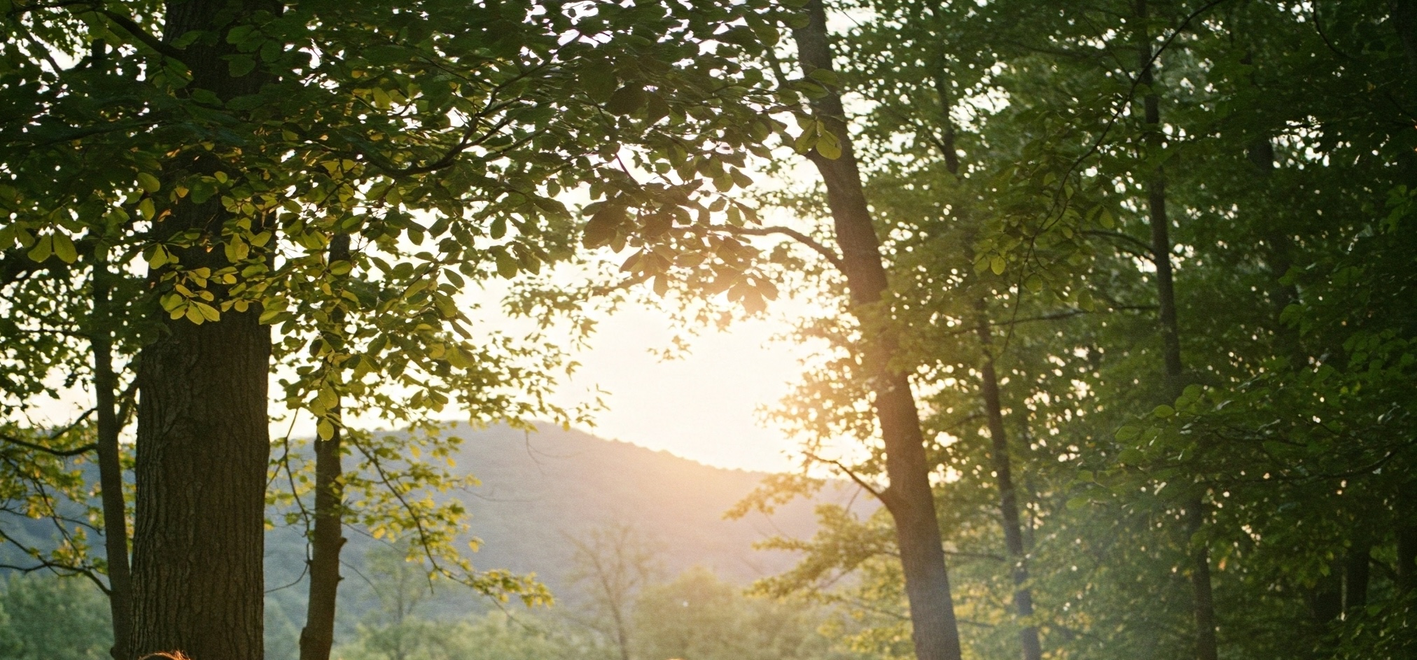 Sunlight filtering through forest trees with mountains in the distance
